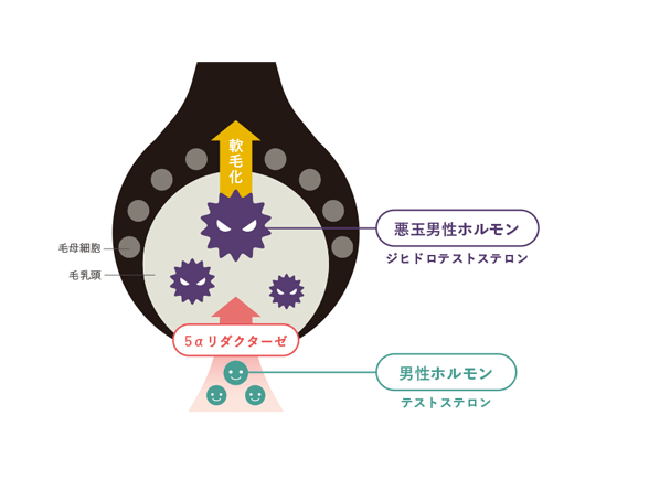 毛根イメージ