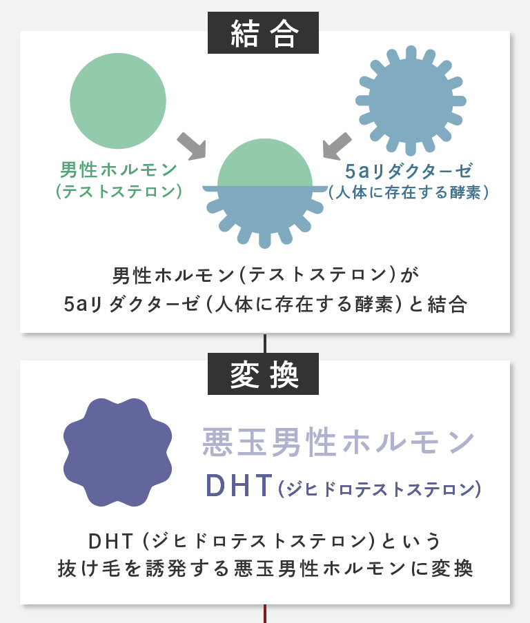 男性ホルモンの動き。「結合」男性ホルモン（テストステロン）が5aリダクターゼ（人体に存在する酵素）と結合。「変換」DHT （ジヒドロテストステロン）という抜け毛を誘発する悪玉男性ホルモンに変換。