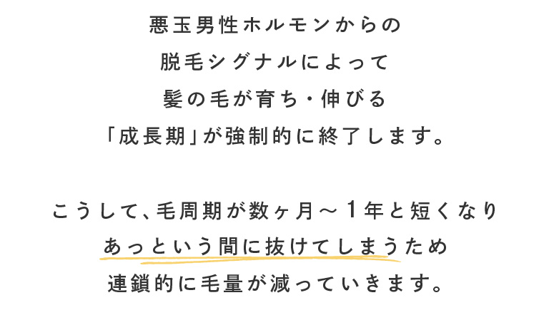 悪玉男性ホルモンからの脱毛シグナルによって髪の毛が育ち・伸びる「成長期」が強制的に終了します。こうして、毛周期が数ヶ月～1年と短くなり、あっという間に抜けてしまうため連鎖的に毛量が減っていきます。